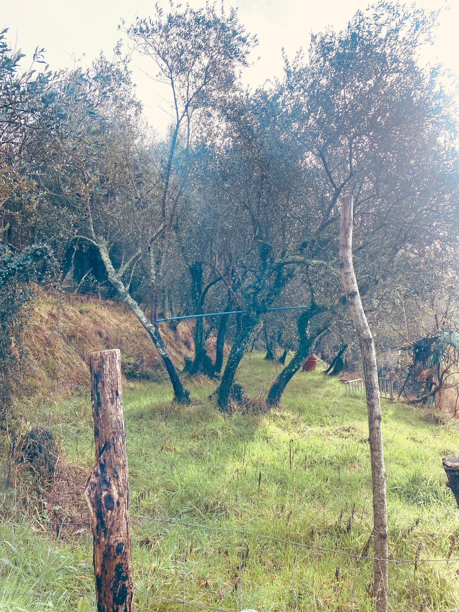 Indipendente con terreno, ulivi e vista mare – 15 min da Follo